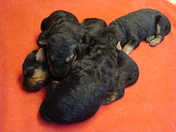chiots_9jours_9