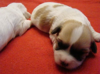 coton_semaine2_11