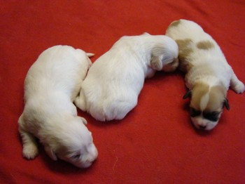 coton_semaine2_12