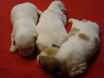 coton_semaine2_5