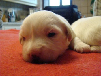 coton_semaine2_6