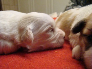 coton_semaine2_8