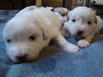 coton_semaine3_10.JPG
