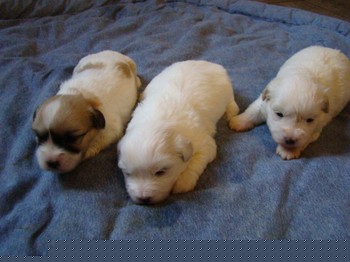 coton_semaine3_11.JPG