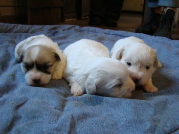 coton_semaine3_12.JPG
