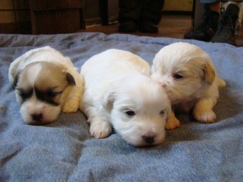 coton_semaine3_13.JPG