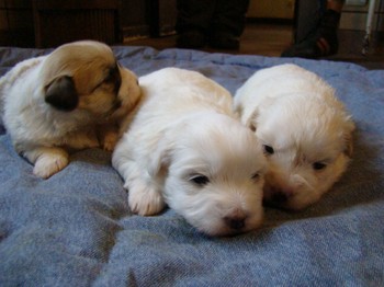 coton_semaine3_14.JPG