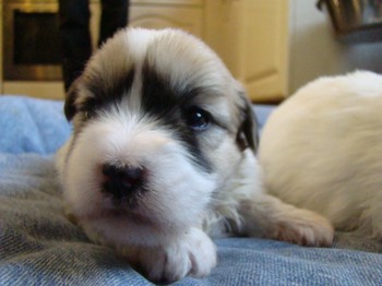 coton_semaine3_2.JPG