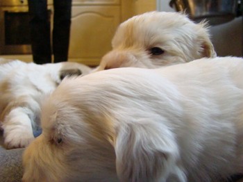 coton_semaine3_3.JPG