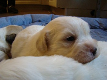 coton_semaine3_4.JPG
