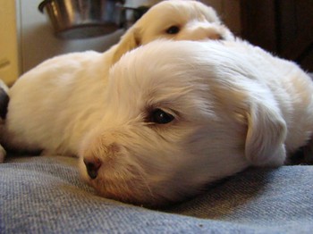 coton_semaine3_5.JPG