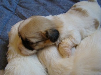 coton_semaine3_6.JPG