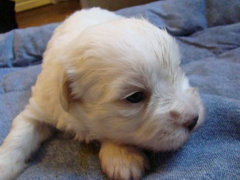 coton_semaine3_7.JPG