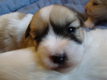 coton_semaine3_8.JPG