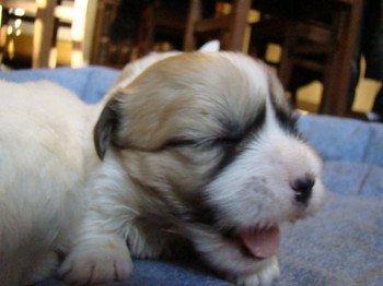 coton_semaine3_9.JPG
