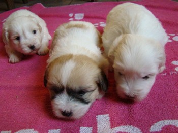 coton_semaine4_10.JPG