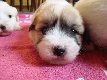 coton_semaine4_11.JPG