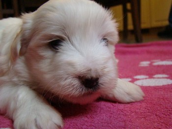 coton_semaine4_12.JPG