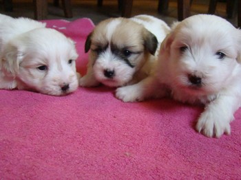 coton_semaine4_13.JPG
