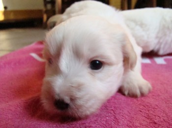 coton_semaine4_2.JPG