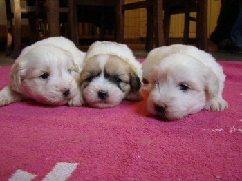 coton_semaine4_3.JPG