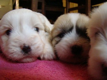 coton_semaine4_4.JPG