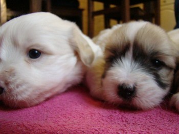 coton_semaine4_5.JPG