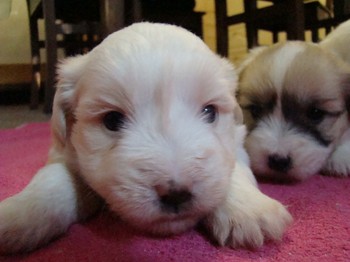 coton_semaine4_6.JPG