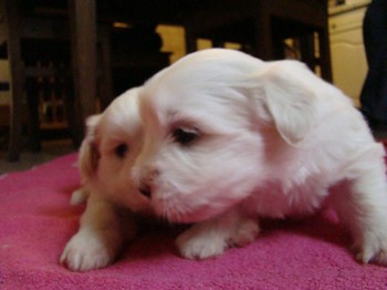 coton_semaine4_8.JPG