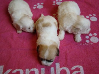 coton_semaine4_9.JPG