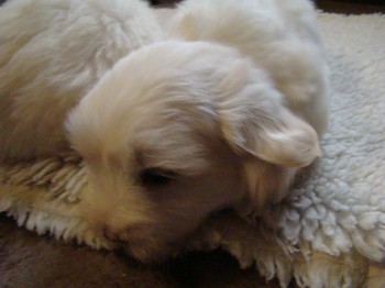 coton_semaine6_1