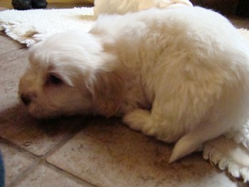 coton_semaine6_10.JPG