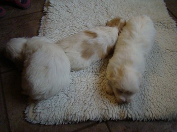 coton_semaine6_11.JPG