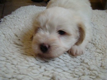 coton_semaine6_12.JPG