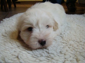 coton_semaine6_13.JPG
