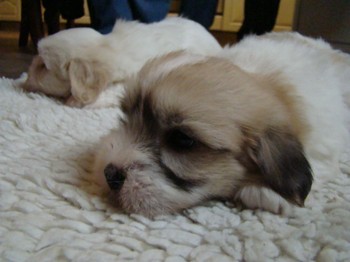 coton_semaine6_14.JPG