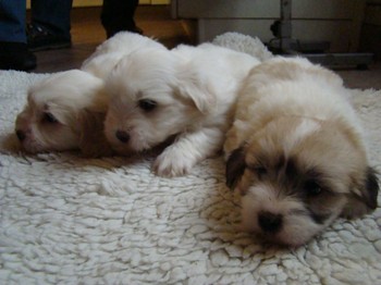 coton_semaine6_15.JPG