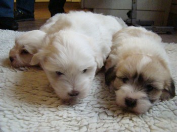 coton_semaine6_16.JPG
