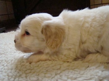 coton_semaine6_2.JPG