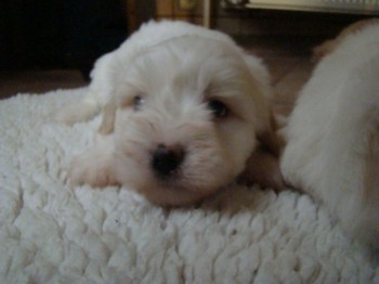 coton_semaine6_3.JPG
