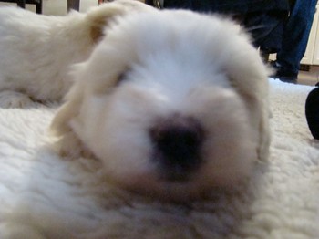 coton_semaine6_4.JPG