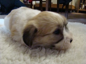 coton_semaine6_5.JPG
