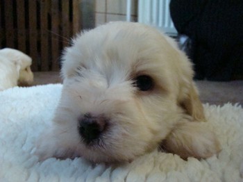 coton_semaine6_6.JPG