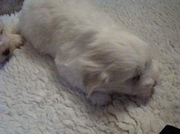 coton_semaine6_7.JPG