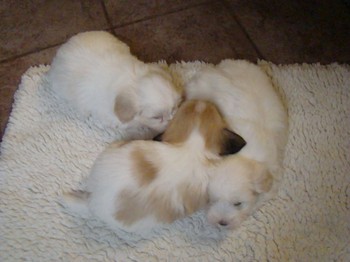 coton_semaine6_8.JPG
