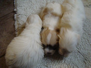 coton_semaine6_9.JPG