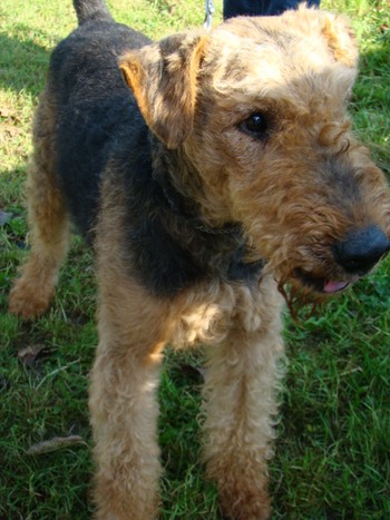 YORKI_1