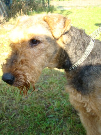 YORKI_2