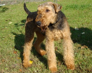 YORKI_3