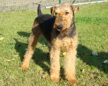 YORKI_4